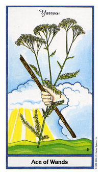 Ace of Wands
